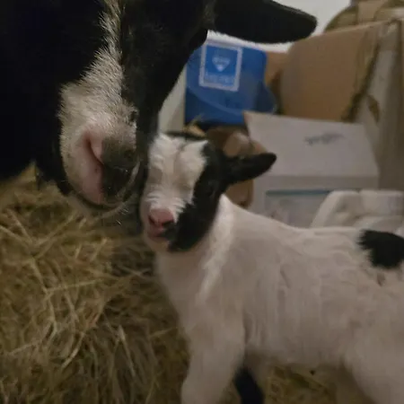 Aux P'tits Cabris Hébergement de vacances Lahayville