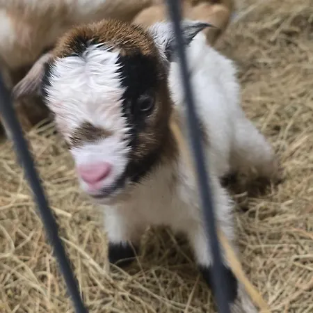 Aux P'tits Cabris * Lahayville