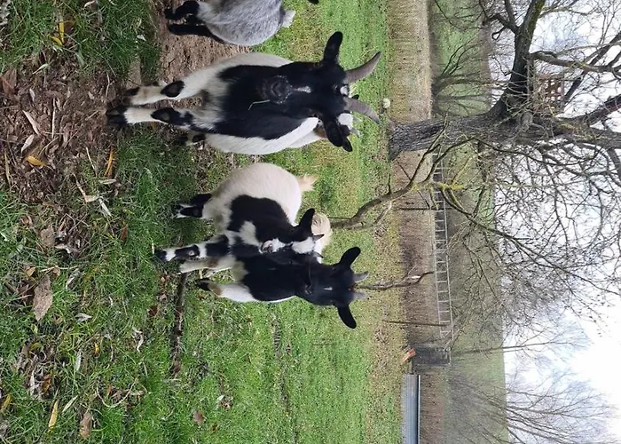 Ferienhaus Aux P'tits Cabris *