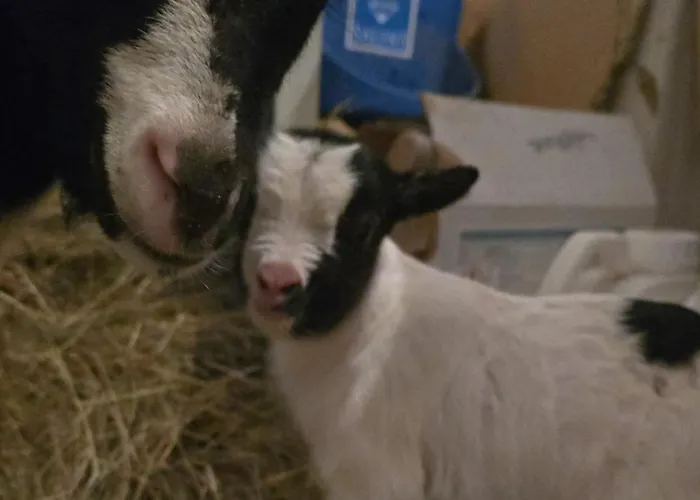 Aux P'tits Cabris Ferienhaus Lahayville