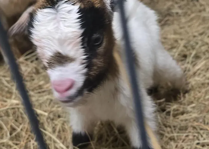 Aux P'tits Cabris * Lahayville